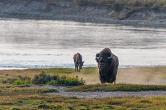 Two Bison at Yellowstone National Park