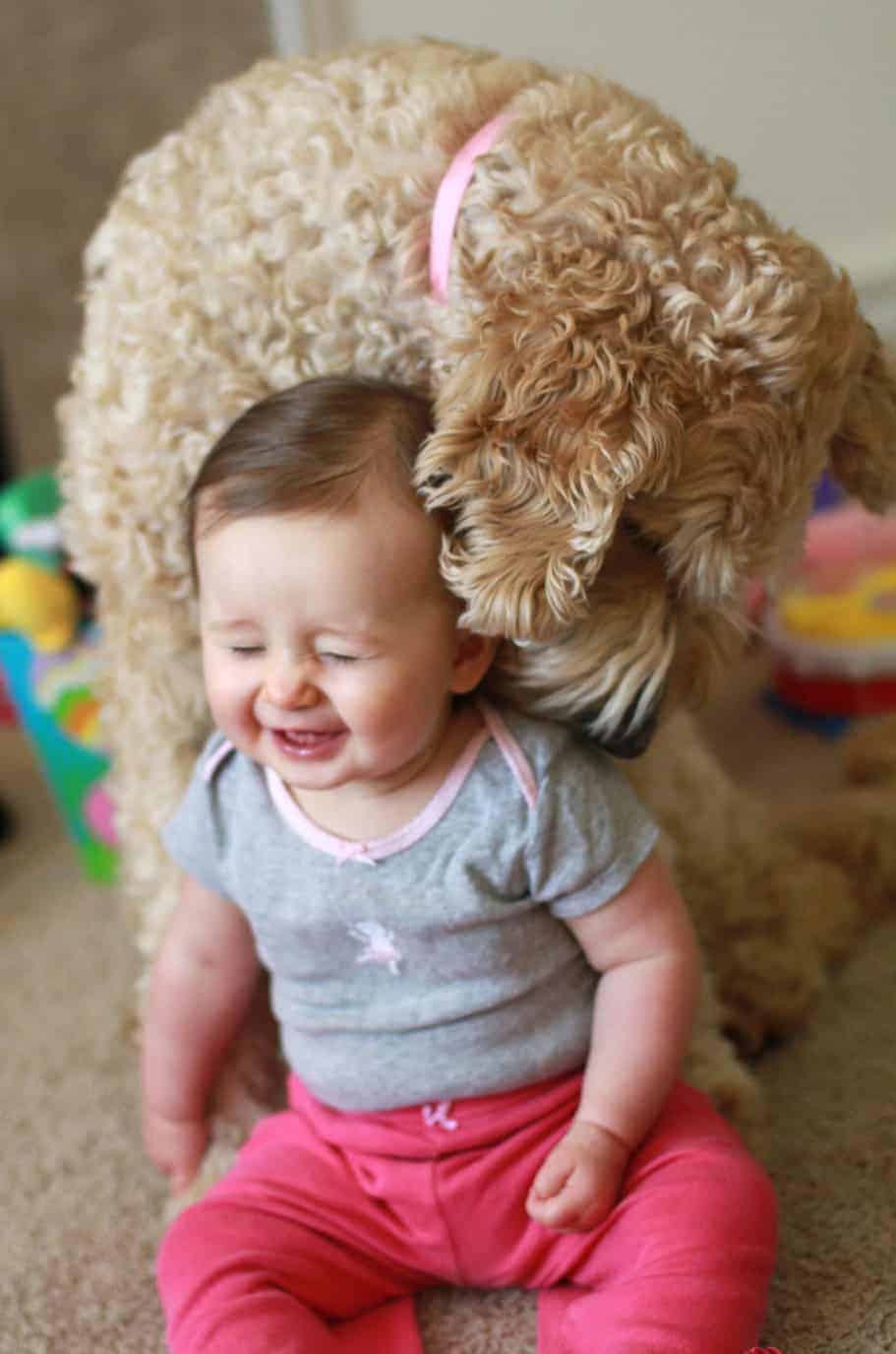 goldendoodle and baby smiles