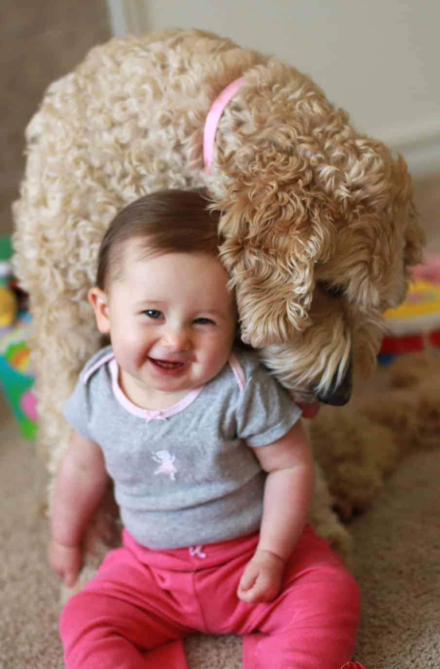 goldendoodle and baby smiles