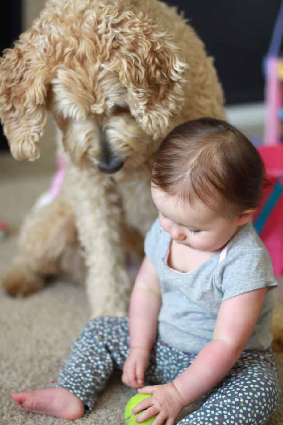 goldendoodle and baby smiles
