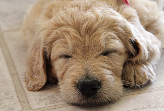 goldendoodle puppy