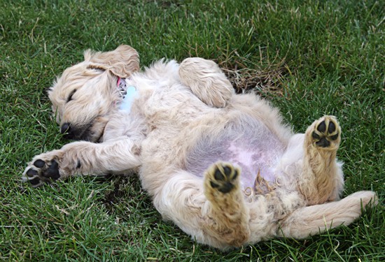 goldendoodle puppy