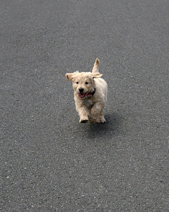 goldendoodle puppy