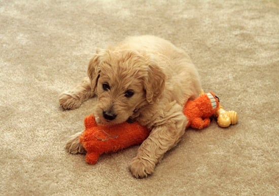 goldendoodle puppy