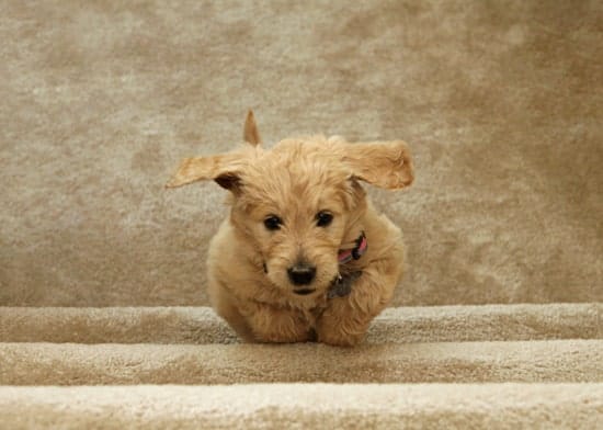 goldendoodle puppy