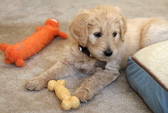 goldendoodle puppy