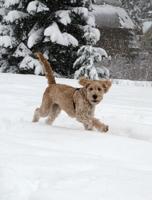 goldendoodle