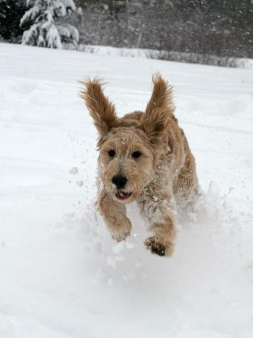 goldendoodle