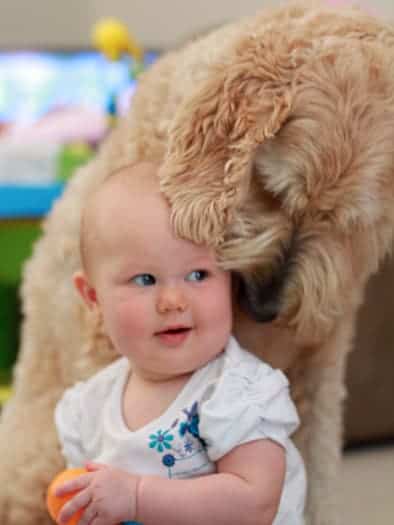 goldendoodle puppy and baby