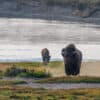 Two Bison at Yellowstone National Park