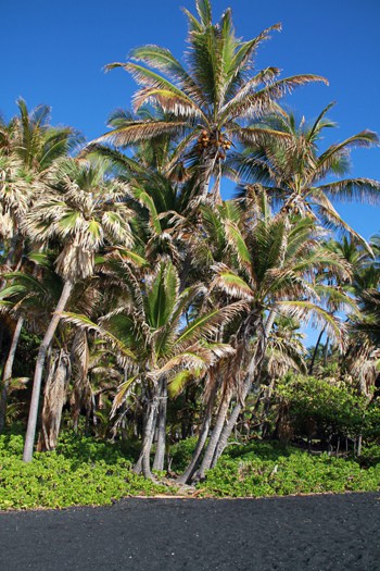 Palm Trees, Blue Sky, and Black Sand in Hawaii