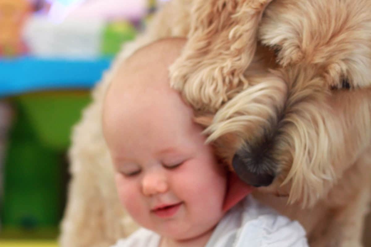 goldendoodle puppy and baby