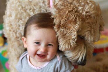 Goldendoodle and Baby Smiles Puppy Love