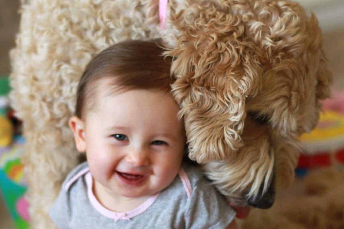 Goldendoodle and Baby Smiles Puppy Love