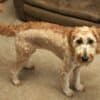 goldendoodle mohawk