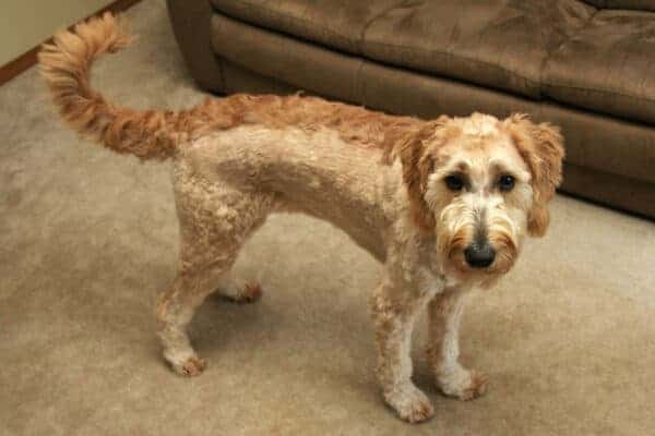 goldendoodle mohawk