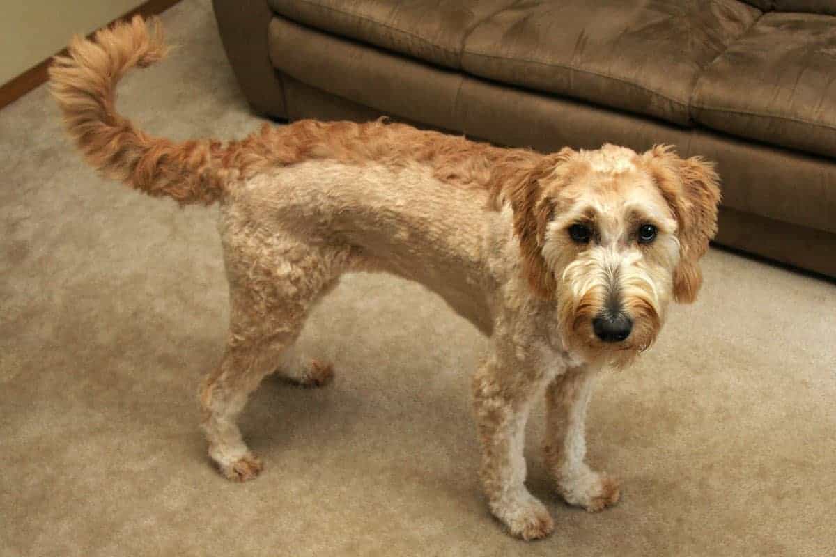 Goldendoodle with Mohawk