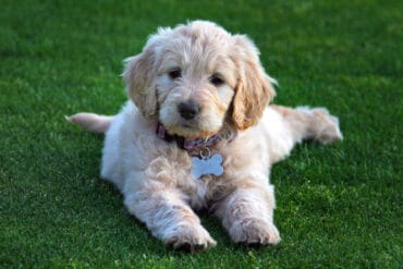 7 Reasons Why Goldendoodles Are the Best Family Dogs - Tamara Like Camera