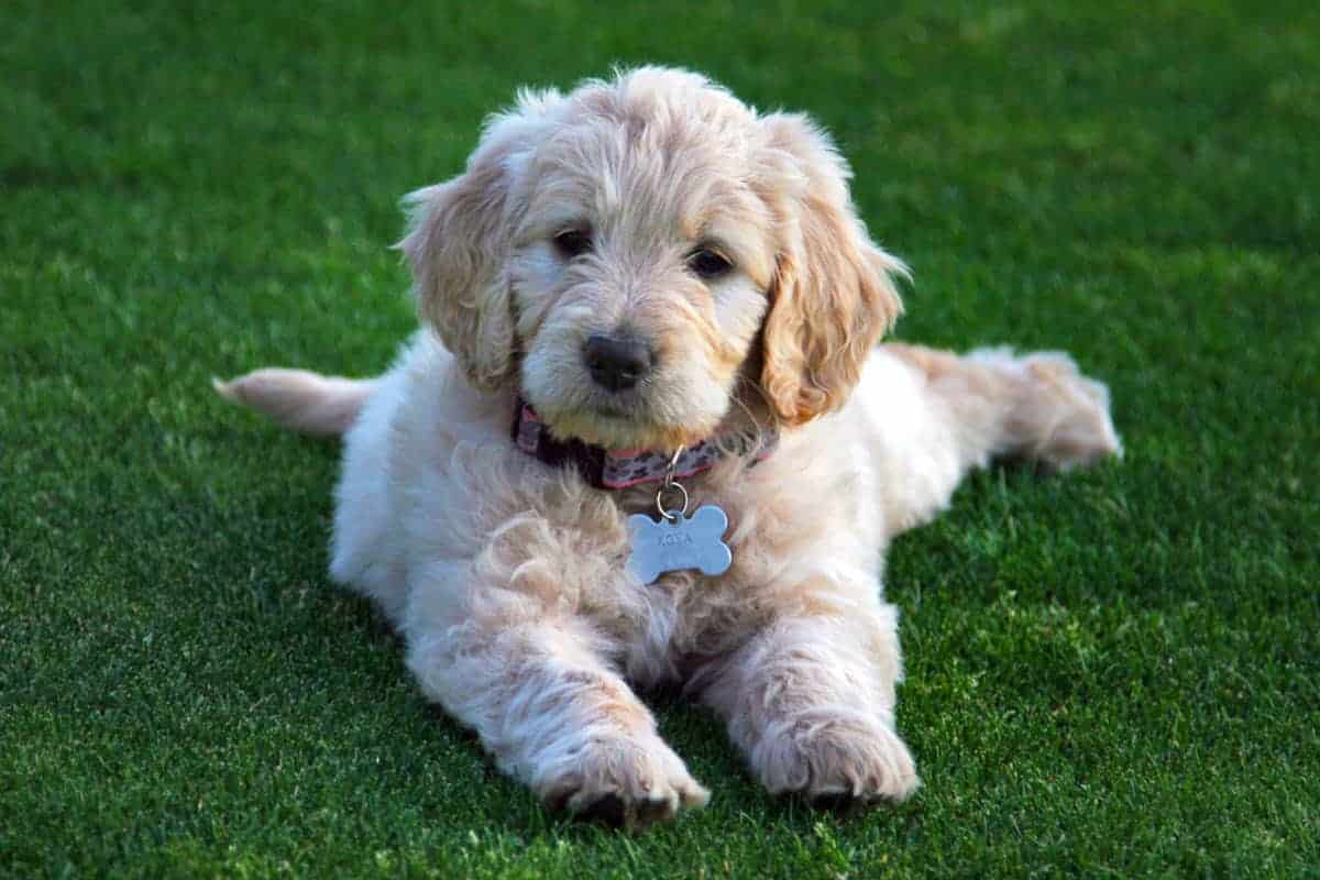 Goldendoodle Puppy Doing Tricks