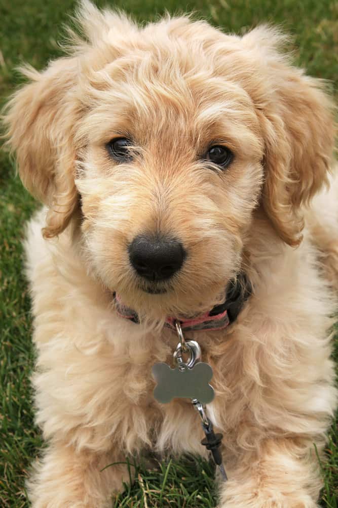 Goldendoodle puppy laying on grass