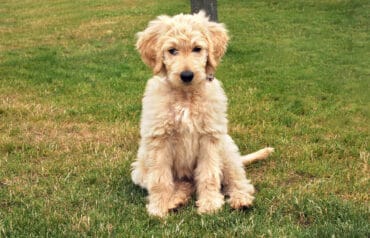 Goldendoodle Puppy