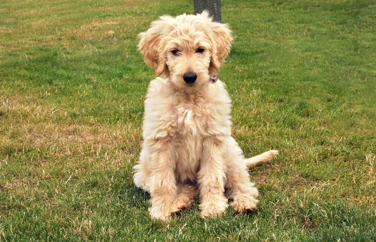 Goldendoodle Puppy Sitting on Grass