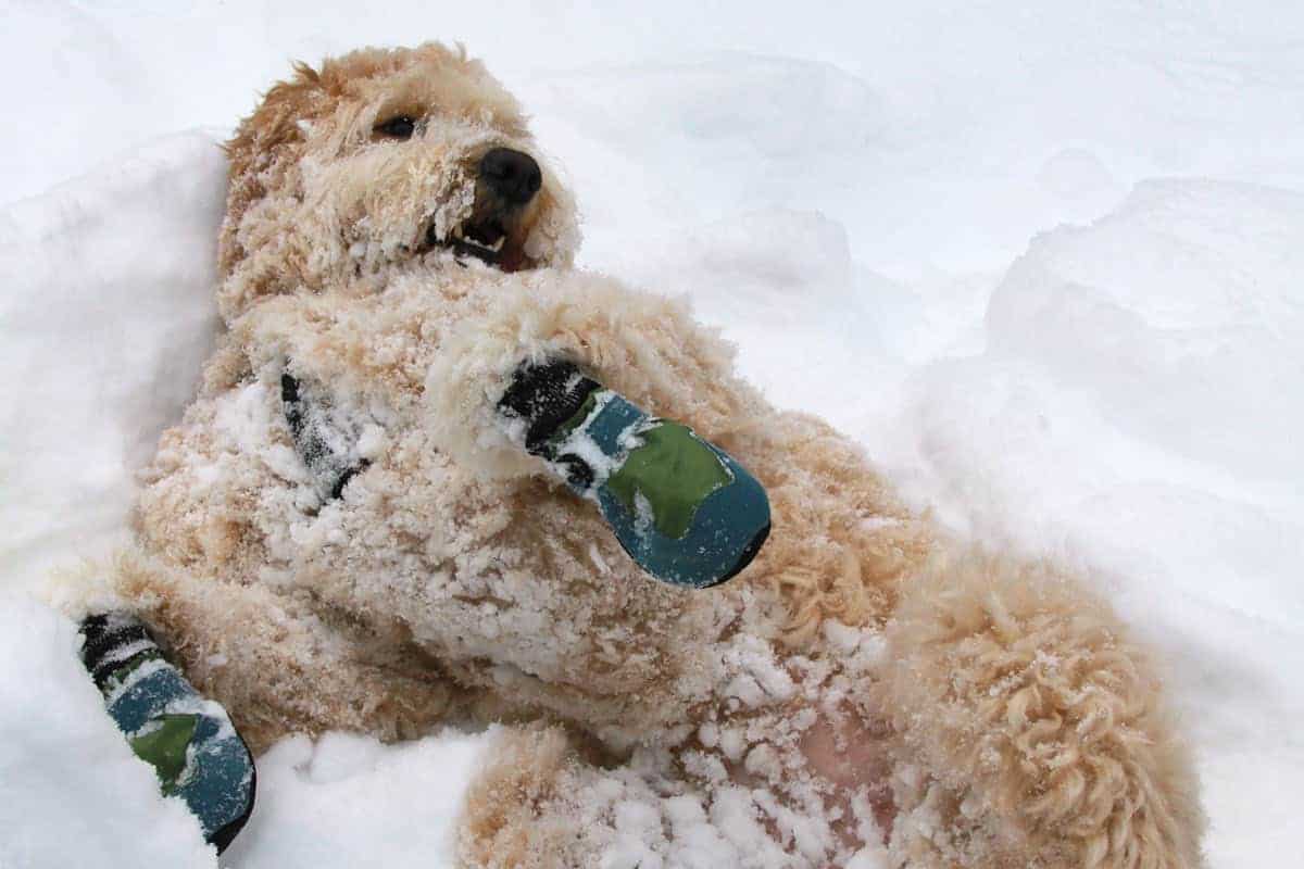Goldendoodle in the Snow
