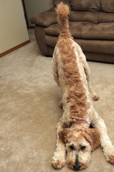 goldendoodle with mohawk