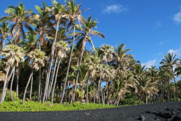 Palm Trees, Blue Sky, and Black Sand