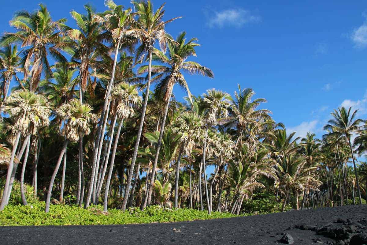 Palm Trees, Blue Sky, and Black Sand