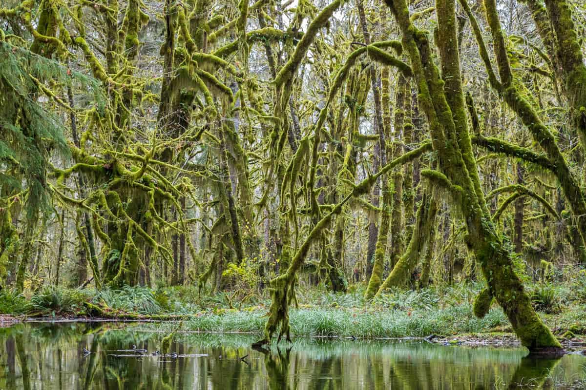 Olympic National Park rain forest.