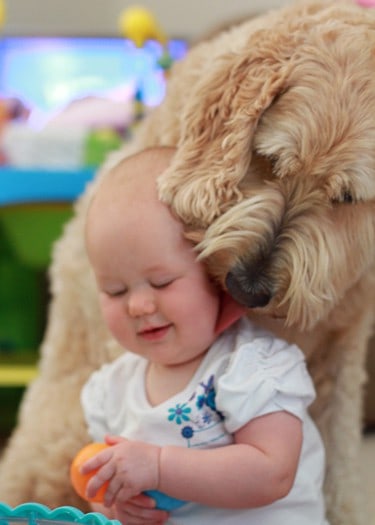 goldendoodle puppy and baby