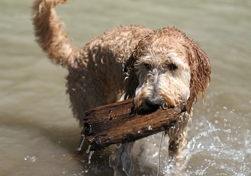 goldendoodle in river